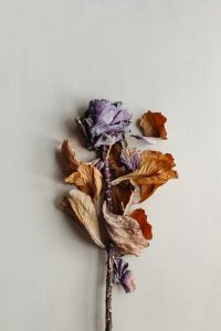 Kaboompics - Dried Cabbage Leaf Stem on a Neutral Wall Background