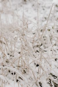 Kaboompics - Close Up Of Snow Covered Dry Grass In Winter
