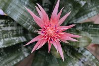 Kaboompics - Flowering pot plant Aechmea