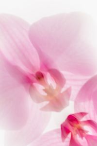 Kaboompics - Pale Pink Orchid Petals in Extreme Close-Up, Soft Focus Floral Texture Background