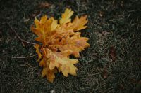 Kaboompics - Autumn leaves on the ground
