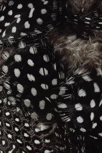 Kaboompics - Curved Spotted Feather Quills with Soft Gray Plumage