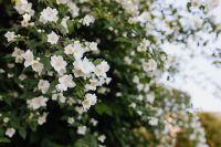 Kaboompics - White Flowering Shrub with Soft Bokeh for Garden Backgrounds