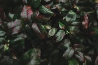 Kaboompics - Autumn Details