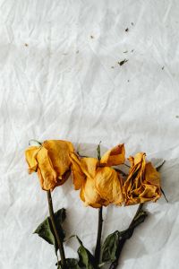 Kaboompics - Three Dried Yellow Roses on Rumpled Linen for Autumn Floral Design