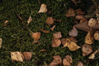 Kaboompics - Brown Leaves Scattered Across Mossy Forest Ground
