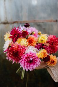 Kaboompics - Dahlia Bouquet Against Weathered Greenhouse Wall