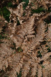 Kaboompics - Close-Up Pattern of Brown Fern Fronds