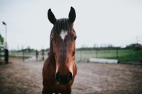Kaboompics - Portrait of a horse