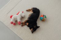 Kaboompics - Top View of a Small Dog Napping with Colorful Pet Toys