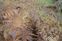 Kaboompics - Brown Fern Fronds Covering the Forest Floor in Fall