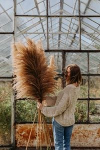 Pampas Grass Lifestyle