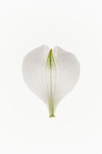 Kaboompics - Single Translucent White Petal Isolated on White with Fine Veins, Minimal Floral Background