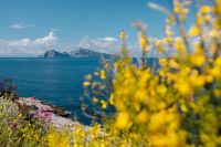 Kaboompics - Yellow Genista Radiata Flowers with Island and Sea View