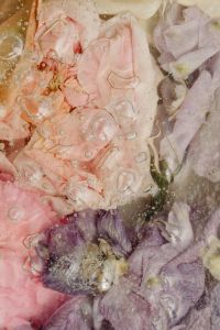 Kaboompics - Pastel Pink and Mauve Flower Petals Beneath Water-Dappled Glass, Vertical Floral Texture