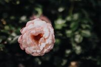 Kaboompics - Single Blush Pink Rose Against Dark Green Bokeh