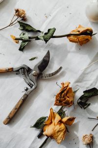 Kaboompics - Dried Rose Stems and Pruning Shears on Linen for Flower Arranging Ideas