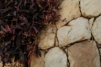Kaboompics - Dark Purple Leaves Beside Stone Wall