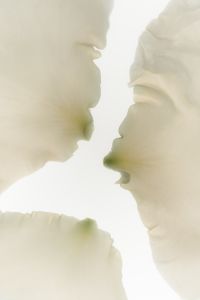 Kaboompics - Abstract Close-Up of Overlapping White Flower Petals with Soft Translucent Edges