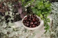 Kaboompics - Bowl of Dark Cherries in a Minimal Garden Setting