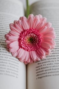 Pink Gerbera Flower on an Open Book
