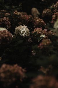 Kaboompics - Dark Hydrangea Flower Heads in an Autumn Garden