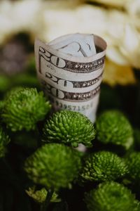 Kaboompics - Rolled US Dollar Banknotes Standing among Green Flower Buds, Floral Finance Still Life