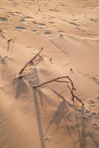 Kaboompics - Footprints and Driftwood Sticks Across Sunlit Coastal Sand, Beach Texture Background