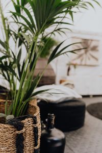 Kaboompics - Details of modern interior with green plants