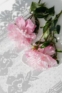 Kaboompics - Pink Peonies and Buds on Sunlit White Lace