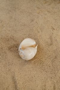 Kaboompics - White Shell on a Sandy Neutral Surface