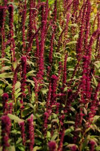 Kaboompics - Tall Burgundy Amaranth Flowers