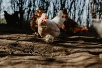 Kaboompics - Farm chicken eating seeds