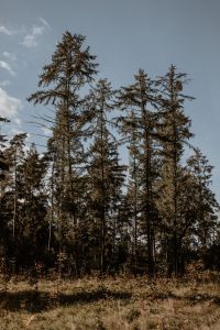 Kaboompics - Tall Trees in a Quiet Forest Clearing
