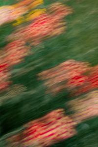 Kaboompics - Red and Pink Garden Flowers in Motion Blur