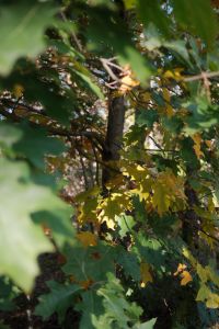 Kaboompics - Green Oak Leaves on Branches in an Autumn Forest