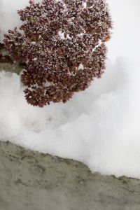 Kaboompics - Close-Up Frost Covered Dried Plant in a Snowy Garden