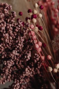 Kaboompics - Close Up Of Mauve Dried Berries And Flax Seed Pods