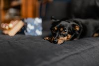 Kaboompics - Christmas gifts for a cute little dog