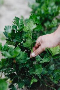 Kaboompics - Hand Picking Fresh Celery Leaves in a Vegetable Garden