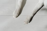 Kaboompics - Close-Up of White Front Paws on Pale Floor