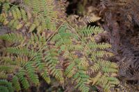 Kaboompics - Green and Brown Fern Fronds on an Autumn Forest Floor