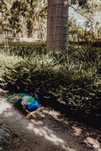 Kaboompics - Peacock Beneath a Palm Tree in a Shaded Garden