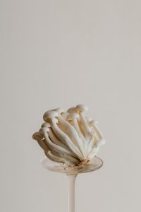 Kaboompics - White Mushroom in a Glass Stem