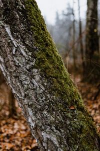 Kaboompics - Moss on a tree