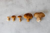 Kaboompics - Variety of Boletus Mushrooms Arranged in a Row