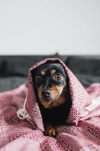 Kaboompics - Real life Courage, the cowardly dog