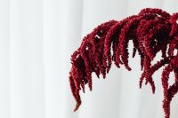 Kaboompics - Red Amaranthus Dried Flower Detail