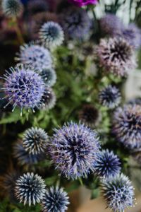 Kaboompics - Various multicolored fresh flowers