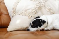 Kaboompics - Close-Up of Small Dog Sleeping with Its Head on a Leather Sofa Cushion